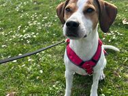 Hund Jack Russell Big Mix - Mainz