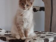 Maine Coon Kitten Kater mit Stammbaum - Schönenberg-Kübelberg