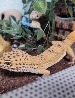 Leopadengeko Männchen handzarm - Elbe-Parey