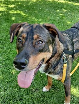 Angel sucht ein Für immer zu Hause - Rambin