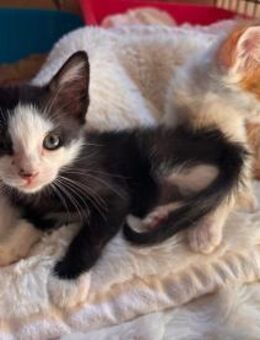 Zafra -weiblich ledig jung sucht Zuhause - Kirchheim (München)