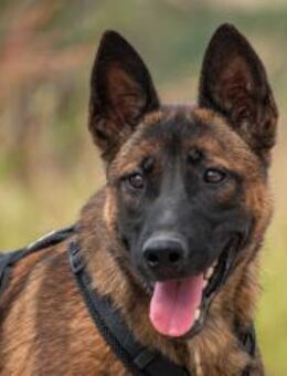 Reika Power auf vier Pfoten 🐶 - München