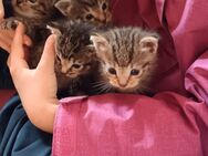 2 Kätzchen Kitten Hauskatze Maikatzen grau/braun getigert - Wittenburg Zentrum