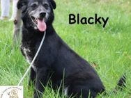 Blacky  die schüchterne Hundedame - Kissing