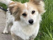 BLÜMCHEN ist bereit für ihre Familie! - Koblenz