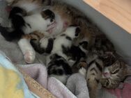 Hauskatzen EKH Kitten - Merenberg (Marktflecken)