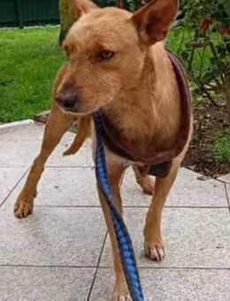 Chico ist auf einem Auge blind - Donaueschingen