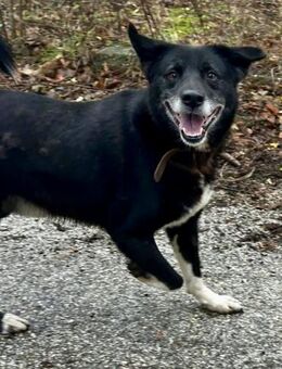 Äußerst sozialer SAMMY=Familienhund♥️ - München