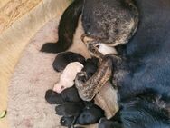 Süße Hunde Welpen - Wolpertswende