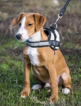 FINCH-SI süßer Jungspund - Neustadt (Rübenberge)