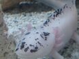 Axolotl abzugeben in 59955