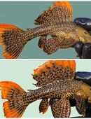 LDA 07- Pseudacanthicus leopardus – Leopard Kaktuswels in 97289
