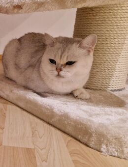 Liebe BKH Dame mit Stammbaum sucht ein liebevolles Zuhause - Oberboihingen