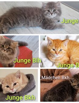 British Langhaar und Kurzhaar Kitten Abgabe August - Wuppertal