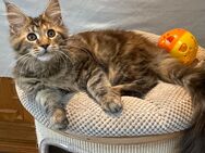 Maine coon Kitten mit Stammbaum - Neuss