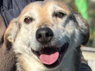 Fiorella 💜💜💜 weiches Körbchen gesucht - Herxheim (Landau)