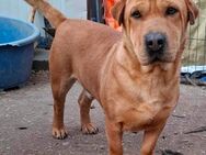 Chubby von der Str. in RO gerettet - Blankenheim (Nordrhein-Westfalen)