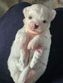 Süsse kleine Bischonfriese Chihuahua Mix suchen ein liebevolles zu Hause in 01728