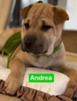 Andrea - im Pappkarton vor der Tür - Berlin