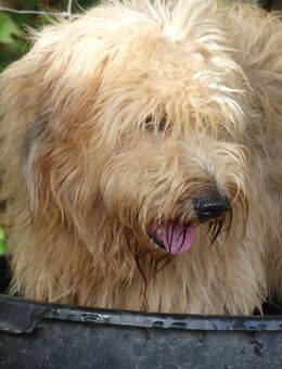 Schafpudelwelpen ähnlich Bearded Collie oder Shapendoe - Mörsfeld