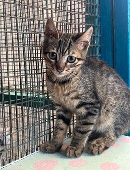 Marshall aus dem Tierschutz - Grevenbroich
