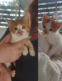 Bobby und Billy aus dem Tierschutz - Grevenbroich