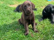 Labrador Welpen mit Papiere in schwarz und braun, Labradorwelpen *abgabebereit* - Waldstetten (Baden-Württemberg)