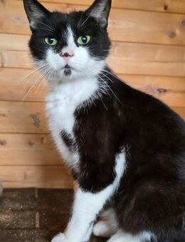 🐾Sanfter Oliver sucht Zuhause🐾 - Eislingen (Fils)