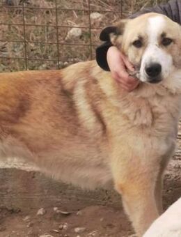 ROSALIE - liebe, schüchterne Hündin - Aerzen