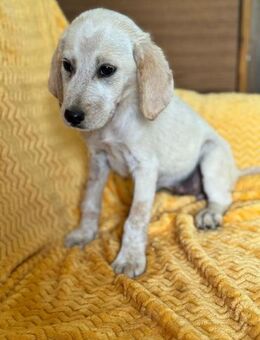 💕Pippa💕 sucht ein schönes Zuhause - Freilassing