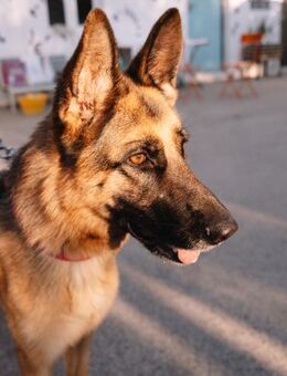 Schaferhündin Vega - Ellerbek