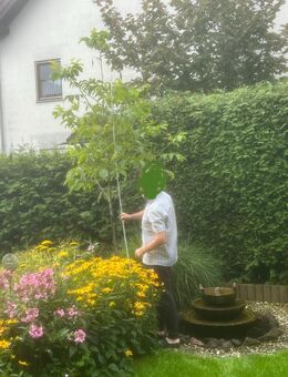 Walnussbaum ca. 3 Meter hoch im Topf - Zorneding