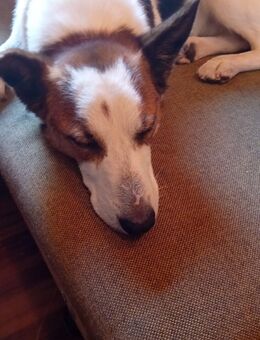 Jack Russell in liebevolle Hände abzugeben - Börde-Hakel