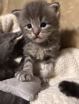 4 Edelmix kitten BKH/ XXL Main Coon - Arnstein Zentrum