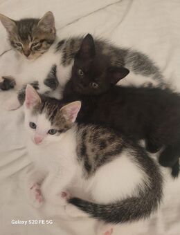 4 BKH mix kitten suche ihr Zuhause für immer - Bielefeld