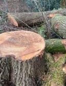 Baumstämme und dicke Äste entsorgen in 45359