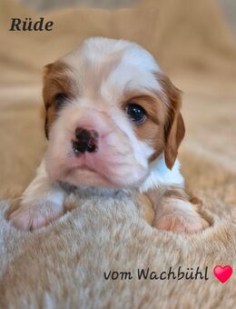 Cavalier King Charles Spaniel Welpen aus seriöser Zucht - Bad Wurzach