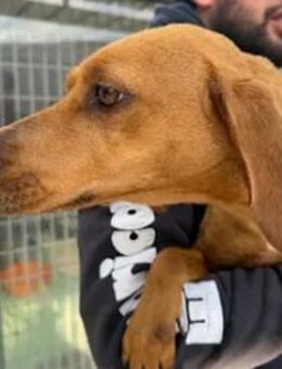 ANGELICA - von der Straße gerettet - Regensburg