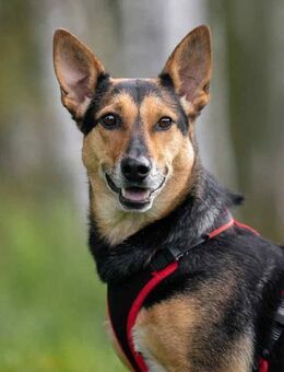 Ruhige Ria sucht liebevolles Zuhause - Duisburg