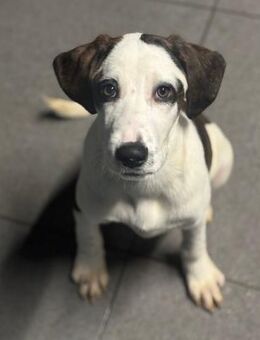 HECTOR - fröhlicher Welpe sucht Heim - Aerzen