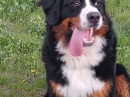 9 Monate alter Berner Sennhund Oleg sucht ein neues Zuhause - Bad Sulza Auerstedt