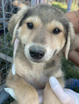 Lieber TEDDY sucht Für-Immer-Zuhause - Neuberg