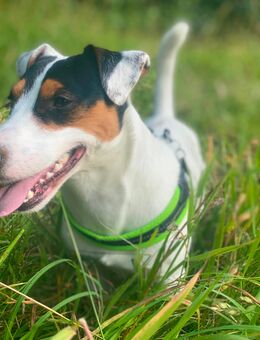 Intelligenter Jack Russell Terrier Deckrüde - Grabau (Landkreis Stormarn)