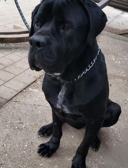Thor, imposanter, lieber Rüde - Bissingen