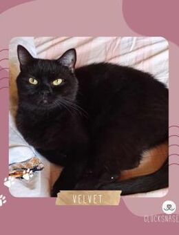 Katze Velvet möchte Dein Herz erobern - Lalendorf