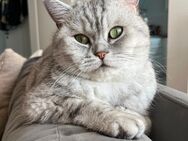 BKH Kater Carlo sucht liebevolles neues Zuhause - Volkmarsen