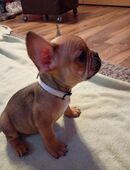 Französische Bulldoggen Welpen in 09326