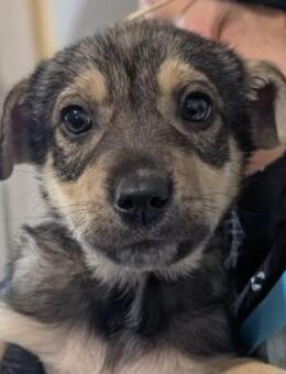 zauberhafter, lieber Welpe June - Kallmünz