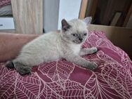 Bkh Kitten 3 M 1K - Köthen (Anhalt)