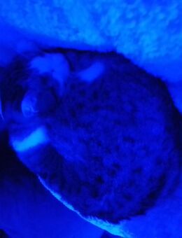 Katzensitter wird gesucht - Halberstadt